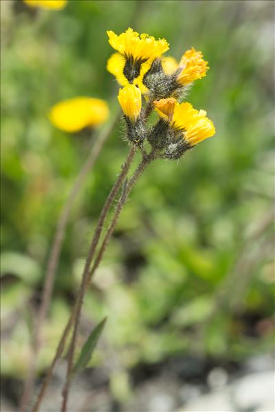 Pilosella glacialis (Reyn.) F.W.Schultz & Sch.Bip.