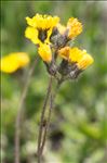 Pilosella glacialis (Reyn.) F.W.Schultz & Sch.Bip.
