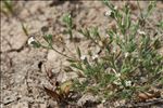 Exaculum pusillum (Lam.) Caruel