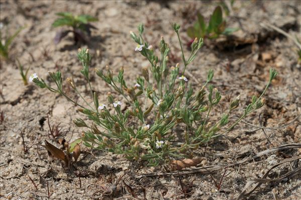 Exaculum pusillum (Lam.) Caruel