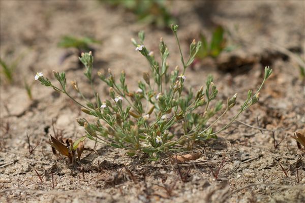 Exaculum pusillum (Lam.) Caruel