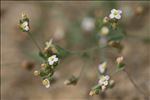 Exaculum pusillum (Lam.) Caruel