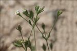 Exaculum pusillum (Lam.) Caruel