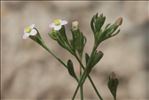 Exaculum pusillum (Lam.) Caruel