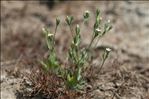 Exaculum pusillum (Lam.) Caruel