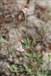 Exaculum pusillum (Lam.) Caruel