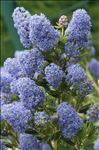 Ceanothus thyrsiflorus Eschsch.