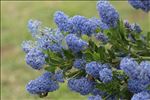 Ceanothus thyrsiflorus Eschsch.