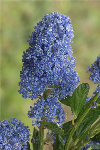 Ceanothus thyrsiflorus Eschsch.