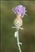 Centaurea paniculata subsp. leucophaea (Jord.) Arcang.