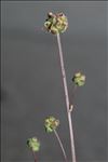 Poterium sanguisorba subsp. balearica (Bourg. ex Nyman) Stace