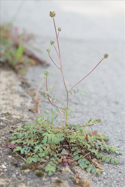 Poterium sanguisorba subsp. balearica (Bourg. ex Nyman) Stace