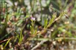 Spergula heldreichii (Foucaud) G.López