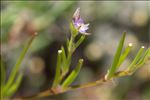 Spergula heldreichii (Foucaud) G.López