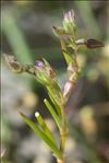 Spergula heldreichii (Foucaud) G.López