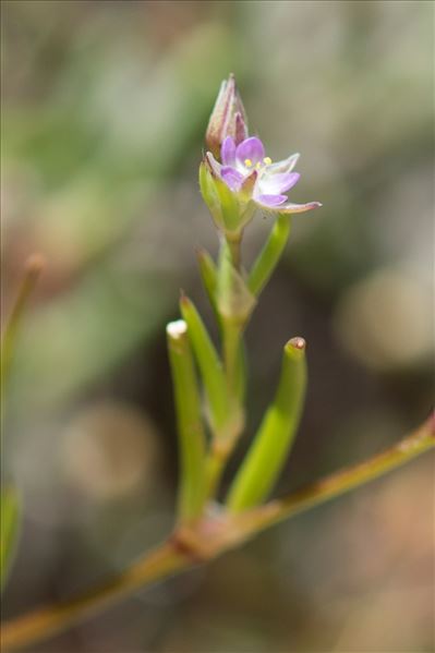 Spergula heldreichii (Foucaud) G.López