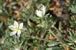 Spergula macrorrhiza (Loisel.) B.Bock & J.M.Tison