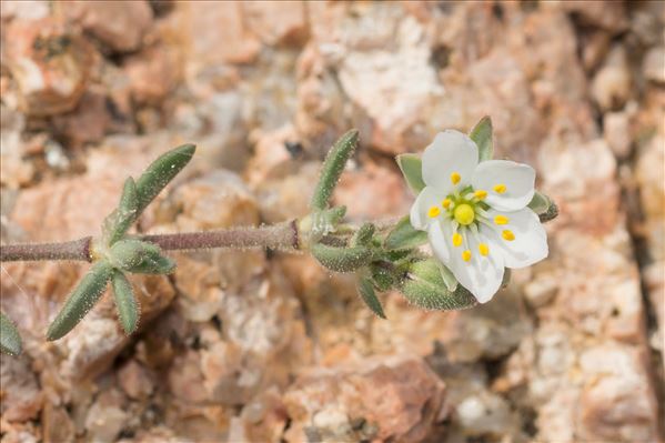 Spergula macrorrhiza (Loisel.) B.Bock & J.M.Tison