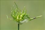 Allium vineale L.