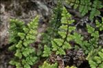 Oeosporangium acrosticum (Balb.) L.Sáez & Aymerich