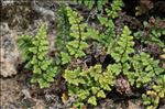 Oeosporangium acrosticum (Balb.) L.Sáez & Aymerich