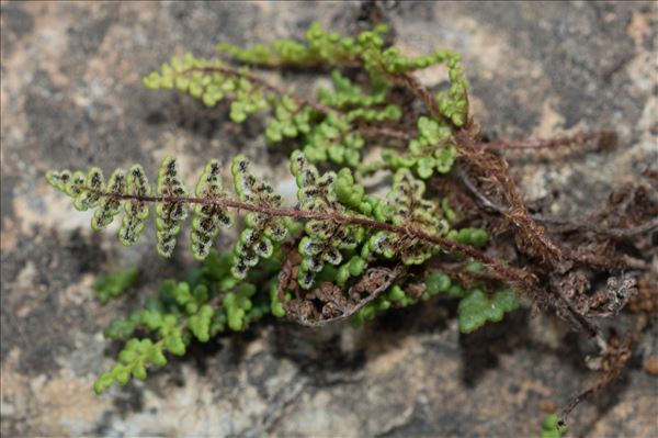 Oeosporangium acrosticum (Balb.) L.Sáez & Aymerich