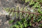 Oeosporangium acrosticum (Balb.) L.Sáez & Aymerich