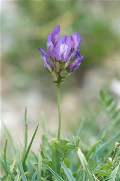 Astragalus danicus Retz.