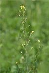 Camelina microcarpa subsp. sylvestris (Wallr.) Hiitonen