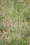 Festuca marginata subsp. gallica (Hack. ex Charrel) Breistr.