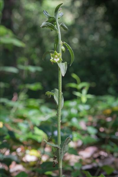 Epipactis phyllanthes G.E.Sm.