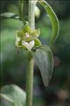 Epipactis phyllanthes G.E.Sm.