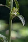 Epipactis phyllanthes G.E.Sm.