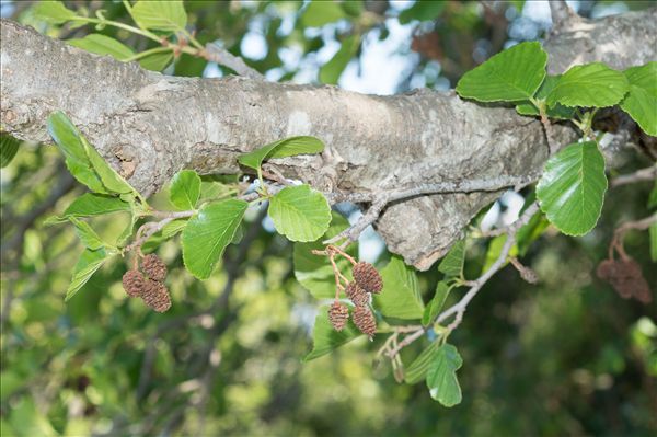 Alnus glutinosa (L.) Gaertn.