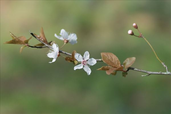 Prunus cerasifera Ehrh. f. cerasifera 