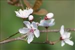 Prunus cerasifera f. atropurpurea Diffel