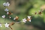 Prunus cerasifera Ehrh.