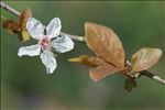 Prunus cerasifera Ehrh.