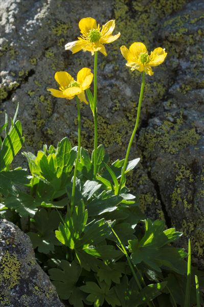 Ranunculus aduncus Gren.