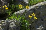 Ranunculus aduncus Gren.