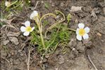 Ranunculus peltatus subsp. fucoides (Freyn) Muñoz Garm.