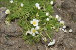 Ranunculus peltatus subsp. fucoides (Freyn) Muñoz Garm.