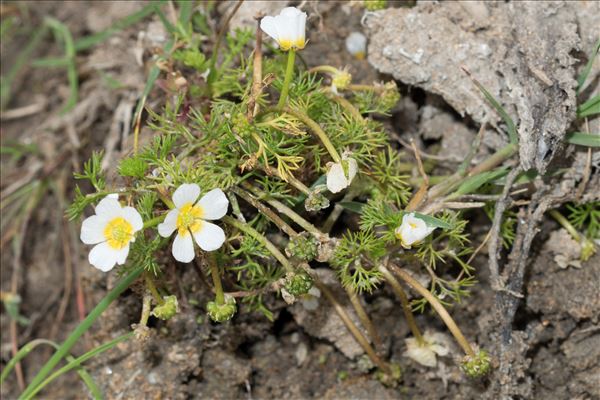 Ranunculus peltatus subsp. fucoides (Freyn) Muñoz Garm.