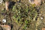 Ranunculus penicillatus (Dumort.) Bab. subsp. penicillatus