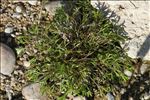 Ranunculus penicillatus subsp. pseudofluitans (Syme) S.D.Webster