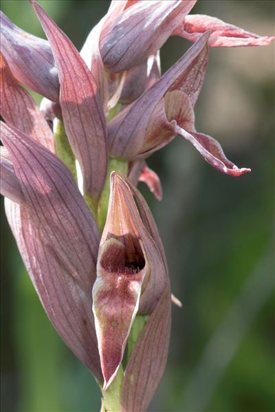 Serapias nurrica Corrias