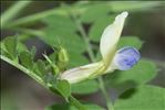 Vicia laeta Ces.