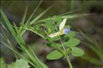 Vicia laeta Ces.