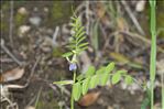 Vicia laeta Ces.