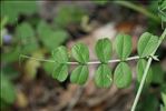 Vicia laeta Ces.